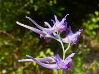 Delphinium peregrinum 4, Saxifraga-Jasenka Topic