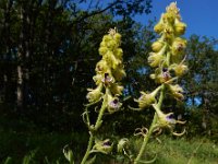 Delphinium szowitsianum