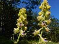 Delphinium szowitsianum 3, Saxifraga-Ed Stikvoort