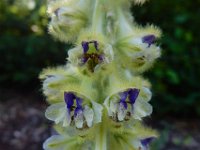 Delphinium szowitsianum 4, Saxifraga-Ed Stikvoort