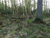 Deschampsia cespitosa 10, Ruwe smele, Saxifraga-Hans Boll