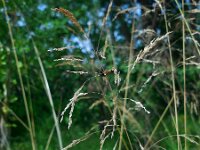 Deschampsia cespitosa 21, Ruwe smele, Saxifraga-Ed Stikvoort