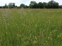 Deschampsia cespitosa 6, Ruwe smele, Saxifraga-Hans Boll