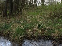 Deschampsia cespitosa 7, Ruwe smele, Saxifraga-Hans Boll