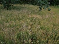 Deschampsia flexuosa 12, Bochtige smele, Saxifraga-Hans Boll