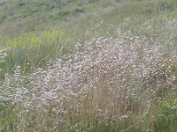 Deschampsia flexuosa 2, Bochtige smele, Saxifraga-Jasenka Topic