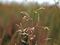 Deschampsia flexuosa 3, Bochtige smele, Saxifraga-Hans Dekker