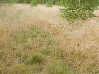 Deschampsia flexuosa 7, Bochtige smele, Saxifraga-Rutger Barendse