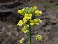 Descurainia millefolia 2, Saxifraga-Ed Stikvoort