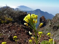 Descurainia millefolia 4, Saxifraga-Hans Grotenhuis