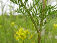 Descurainia sophia 10, Sofiekruid, Saxifraga-Rutger Barendse