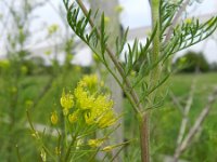 Descurainia sophia 9, Sofiekruid, Saxifraga-Rutger Barendse