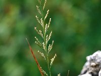 Desmazeria rigida 2, Stijf hardgras, Saxifraga-Inigo Sanchez