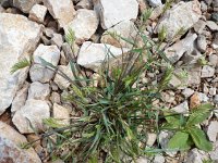 Desmazeria rigida 5, Stijf hardgras, Saxifraga-Jasenka Topic