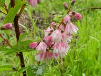 Deutzia scabra 2, Roze deutzia, Saxifraga-Rutger Barendse