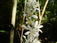 Deutzia scabra 5, Roze deutzia, Saxifraga-Rutger Barendse