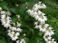 Deutzia scabra 6, Roze deutzia, Saxifraga-Rutger Barendse