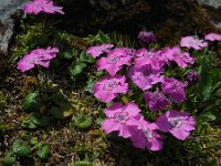 Dianthus alpinus 3, Saxifraga-Ed Stikvoort