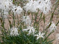 Dianthus arenarius