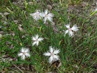 Dianthus arenarius 14, Zandanjer, Saxifraga-Hans Grotenhuis