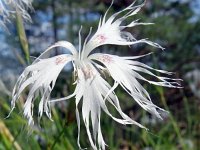 Dianthus arenarius 16, Zandanjer, Saxifraga-Hans Grotenhuis