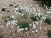 Dianthus arenarius 2, Zandanjer, Saxifraga-Ed Stikvoort