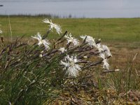 Dianthus arenarius 6, Zandanjer, Saxifraga-Jeroen Willemsen