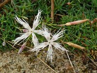 Dianthus arenarius ssp arenarius 20, Zandanjer, Saxifraga-Hans Grotenhuis
