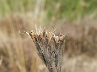 Dianthus armeria 10, Ruige anjer, Saxifraga-Rutger Barendse