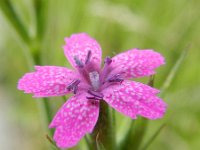 Dianthus armeria 13, Ruige anjer, Saxifraga-Rutger Barendse