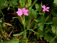 Dianthus armeria 15, Ruige anjer, Saxifraga-Ed Stikvoort