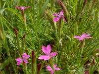 Dianthus armeria 17, Ruige anjer, Saxifraga-Ed Stikvoort