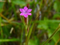 Dianthus armeria 18, Ruige anjer, Saxifraga-Ed Stikvoort