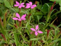 Dianthus armeria 19, Ruige anjer, Saxifraga-Ed Stikvoort