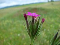 Dianthus armeria 2, Ruige anjer, Saxifraga-Jasenka Topic