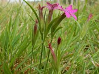 Dianthus armeria 21, Ruige anjer, Saxifraga-Ed Stikvoort