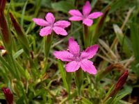 Dianthus armeria 22, Ruige anjer, Saxifraga-Ed Stikvoort