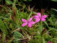 Dianthus armeria 24, Ruige anjer, Saxifraga-Ed Stikvoort