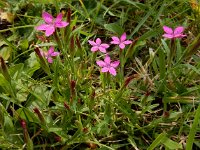 Dianthus armeria 25, Ruige anjer, Saxifraga-Ed Stikvoort