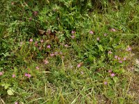 Dianthus armeria 27, Ruige anjer, Saxifraga-Ed Stikvoort