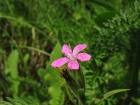 Dianthus armeria 3, Ruige anjer, Saxifraga-Rutger Barendse