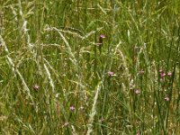 Dianthus armeria 31, Ruige anjer, Saxifraga-Ed Stikvoort