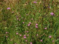 Dianthus armeria 35, Ruige anjer, Saxifraga-Ed Stikvoort