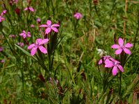 Dianthus armeria 36, Ruige anjer, Saxifraga-Ed Stikvoort