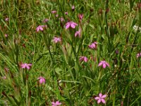 Dianthus armeria 37, Ruige anjer, Saxifraga-Ed Stikvoort