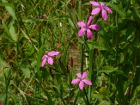 Dianthus armeria 38, Ruige anjer, Saxifraga-Ed Stikvoort