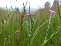 Dianthus armeria 39, Ruige anjer, Saxifraga-Rutger Barendse