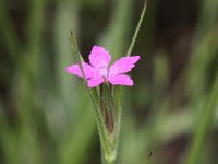 Dianthus armeria 5, Ruige anjer, Saxifraga-Peter Meininger