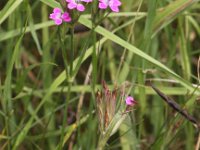 Dianthus armeria 6, Ruige anjer, Saxifraga-Peter Meininger