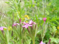 Dianthus armeria 7, Ruige anjer, Saxifraga-Rutger Barendse